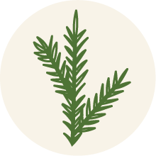Departments website icon depicting evergreen